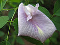 Bunga Clitoria mariana