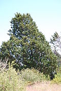 Cupressus guadalupensis.JPG