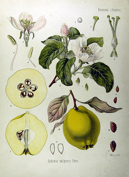 File:Cydonia oblonga - Köhler–s Medizinal-Pflanzen-049.jpg