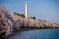 Image 113The Washington Monument viewed from the Tidal Basin during the National Cherry Blossom Festival in April 2018 (from Washington, D.C.)