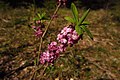 Harilik näsiniin (Daphne mezereum )