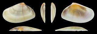 Donax trunculus trunculus var. flaveolus linke Klappe