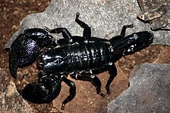 http://upload.wikimedia.org/wikipedia/commons/thumb/f/fd/Emporer_scorpion.jpg/240px-Emporer_scorpion.jpg