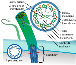 Description de l'image Eukaryotic cilium diagram en.svg.