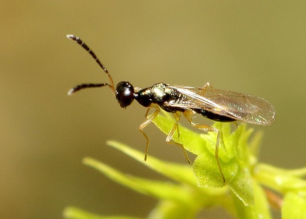 Hemiptarsenus sp.