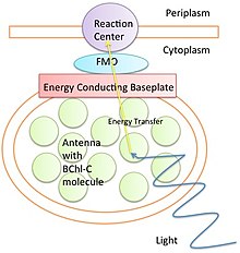 Diagram of FMO complex. Light excites electrons in an antenna. The excitation then transfers through various proteins in the FMO complex to the reaction center to further photosynthesis. FMO Complex Simple Diagram.jpg