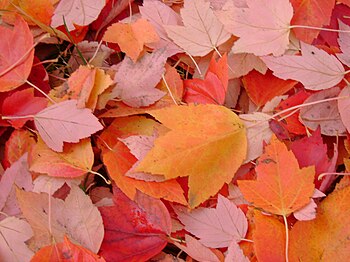 English: Fall leaves in Eugene, Oregon
