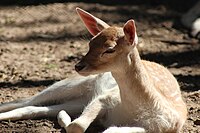 Fallow deer fawn in uruguayan zoo..JPG