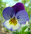 viola / violeta