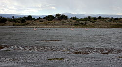 Plameňáci na jezeře Colhué Huapi