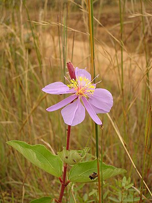 Flor de la savana gabonesa.