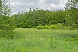 Trollblumenwiese Friedrichsbrunn