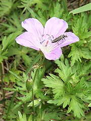 長野県産のもの。萼片外面に開出毛が生える。花弁の縁は全縁。