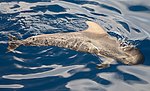 Globicephala macrorhynchus Tenerife 2012 (обрезано) .jpg