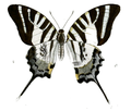 Andaman swordtail (Graphium epaminondas)