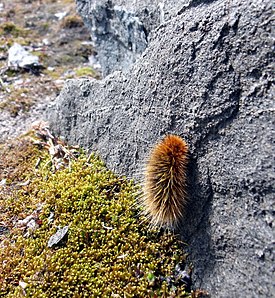 Гусеница Gynaephora groenlandica