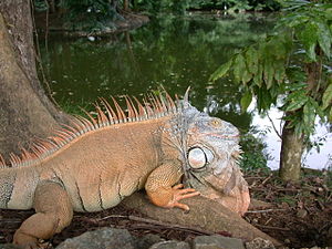 Iguana iguana, Zoo of Puerto Rico