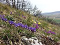 Groupes d'iris bleus, violets ou jaunes, dues à la colonisation de la prairie par les rhizomes. Autriche.