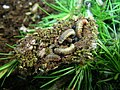 Larch sawfly larvae about to pupate
