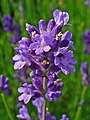 Lavandula angustifolia 003.JPG