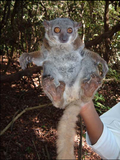 lemur Randrianasoleův