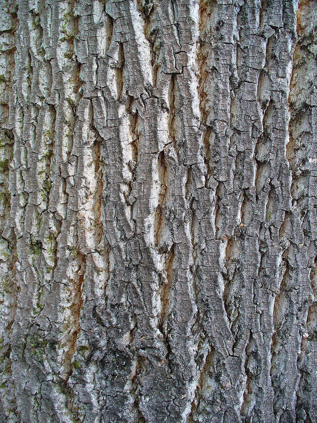 poplar bark