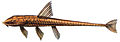 Loricariichthys castaneus