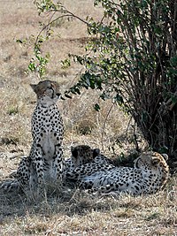 Cheetahs in Masai Mara game reserve, Kenya