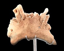 La mandibule humaine ATE9-1 de la Sima del Elefante, datée de 1,22 Ma, exposée au Musée de l'Évolution Humaine de Burgos[11].