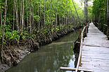 Mangroves near a channel