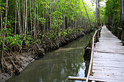 Mangrovie lungo un canale.