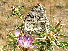 ... name melanargia russiae esper 1783 synonyms papilio