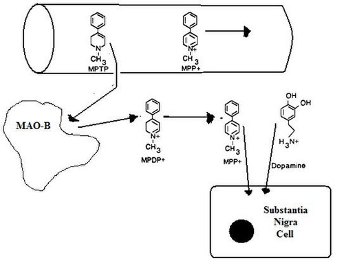 Metabolisme van MPTP vanuit een haarvat naar een substantia nigra-cel.