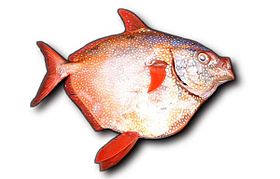 Lampris megalopsis (Unterkoffler, Luers, Hyde & Craig, 2018), Opah olhudo do Pacífico