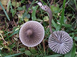 Streepsteelmycena