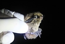 Myotis chiloensis 1467762.jpg