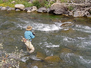 Nymphing The Gardner River, Yellowstone Nation...