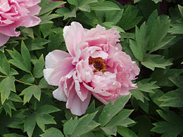 Paeonia suffruticosa