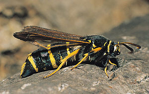 Paranthrene tabaniformis.jpg