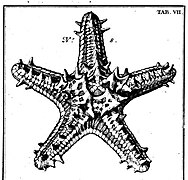 Dessin holotype par Linck, 1733.