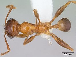 Pheidole spininodis