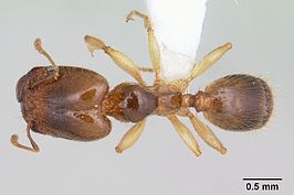 Pheidole subarmata