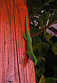 Phelsuma astriata, lezar ver, gecko endémique.