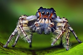 Males of many spiders, such as this Phidippus putnami, have elaborate courtship displays.