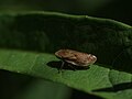 Sitzt stundenlang auf Blättern, wenn man sie(?) bedrängt, springt sie(?) wie ein Grashüpfer so einen halben Meter weiter.