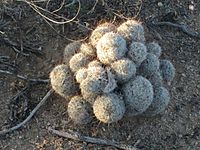 Mammillaria cluster in Arizona.