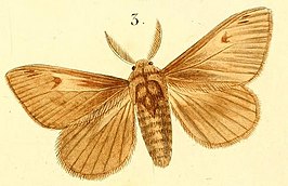 Euproctis annulipes