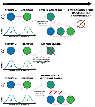 Three forms of ecologically-based post-zygotic isolation:
1. Ecologically-independent post-zygotic isolation.
2. Ecologically-dependent post-zygotic isolation.
3. Selection against hybrids. Post-Zygotic Ecological Isolation.svg