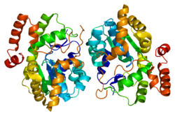 Protein SULT2A1 PDB 1efh.png