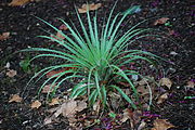 Puya alpestris